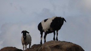 Goats in Gobi Desert Mongolia