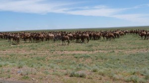 2nd aug camels sth Mandagov 1 