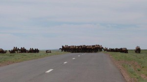 2nd aug camels sth Mandagov 2 