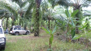 Best camp Malaysia near waterfall Chendiareng, near Tapah (5)