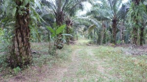 Best camp Malaysia near waterfall Chendiareng, near Tapah (6)