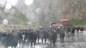 China Western Region Tibetan Border 41 