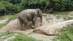 Elephant at Temple in Chiang Rai Thailand 1 