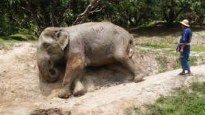 Elephant at Temple in Chiang Rai Thialand 2 