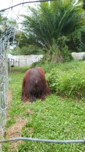 Orang Utan Island Bukit Merah Lake Town Resort Malaysia (1)