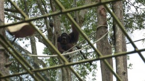 Orang Utan Island Bukit Merah Lake Town Resort Malaysia (10)