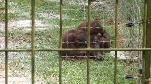 Orang Utan Island Bukit Merah Lake Town Resort Malaysia (11)