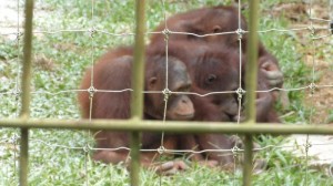 Orang Utan Island Bukit Merah Lake Town Resort Malaysia (12)