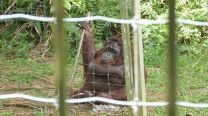 Orang Utan Island Bukit Merah Lake Town Resort Malaysia (5)