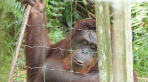 Orang Utan Island Bukit Merah Lake Town Resort Malaysia (6)