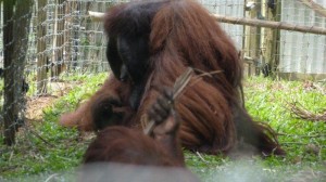 Orang Utan Island Bukit Merah Lake Town Resort Malaysia (7)