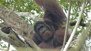 Orang Utan Island Bukit Merah Lake Town Resort Malaysia (8)