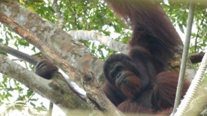 Orang Utan Island Bukit Merah Lake Town Resort Malaysia (9)