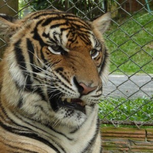 Tiger at Temple in Chiang Rai Thailand 1 