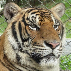 Tiger at Temple in Chiang Rai Thailand 2 