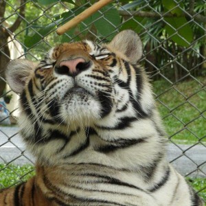 Tiger at Temple in Chiang Rai Thailand 3 