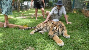 Tiger at Temple in Chiang Rai Thailand 5 