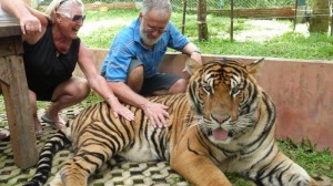 Tiger at Temple in Chiang Rai Thailand 6 